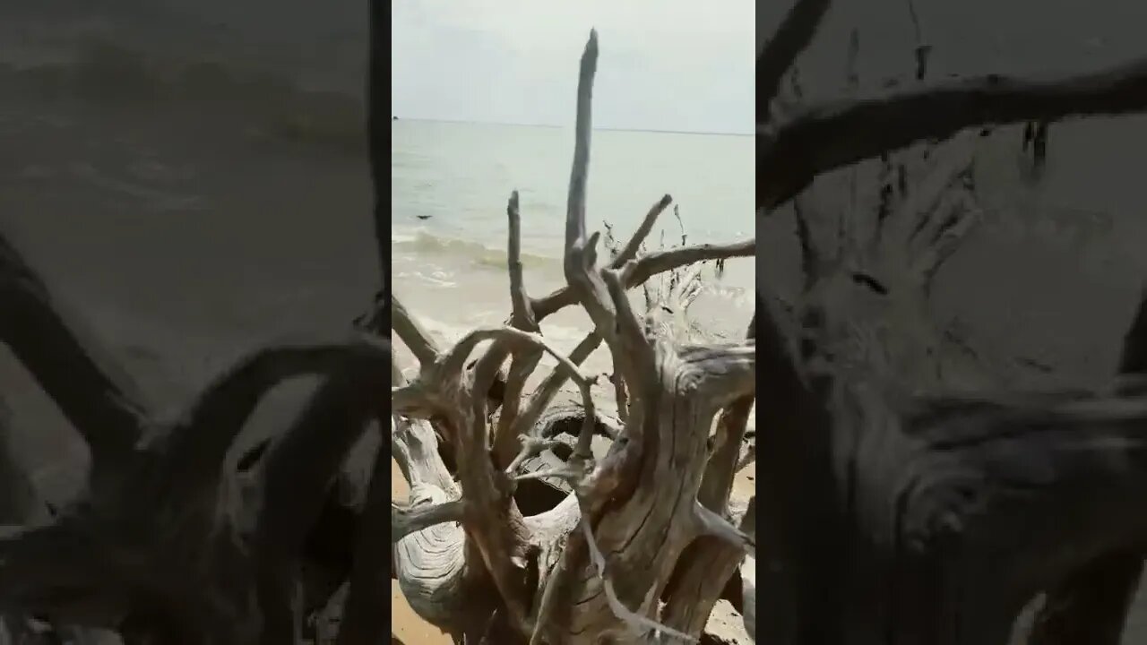 Gorgeous drift wood