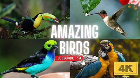 birds beauty - the world of colorful birds