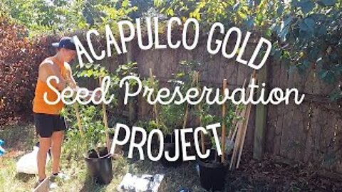Acapulco Gold // Landrace Seed Preservation Project
