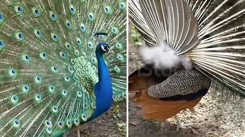 Peacock Dance Display - Peacocks Opening Feathers HD