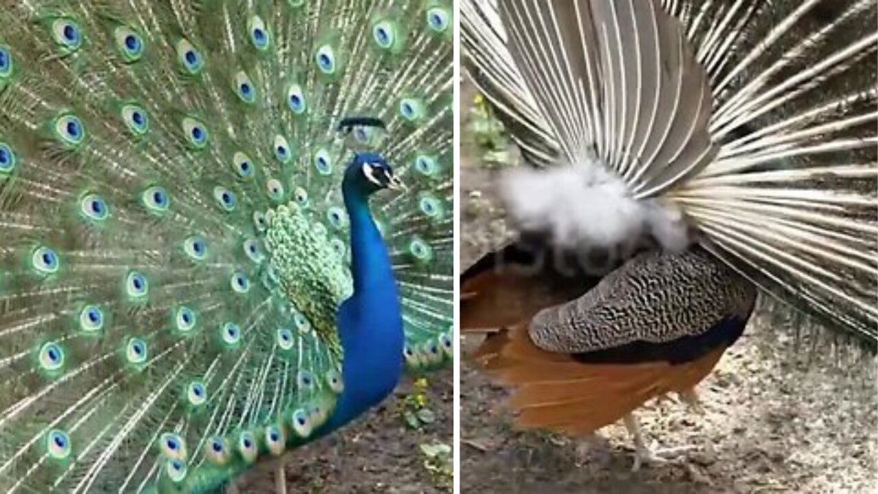 Peacock Dance Display - Peacocks Opening Feathers HD