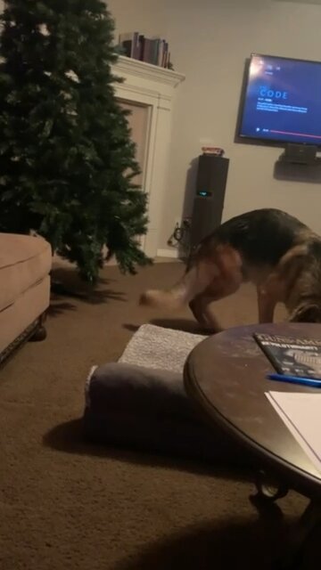 I think our dog just decided to move out!