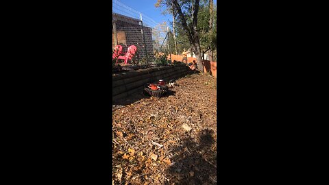 Black Oak - Butt line with tip tie.