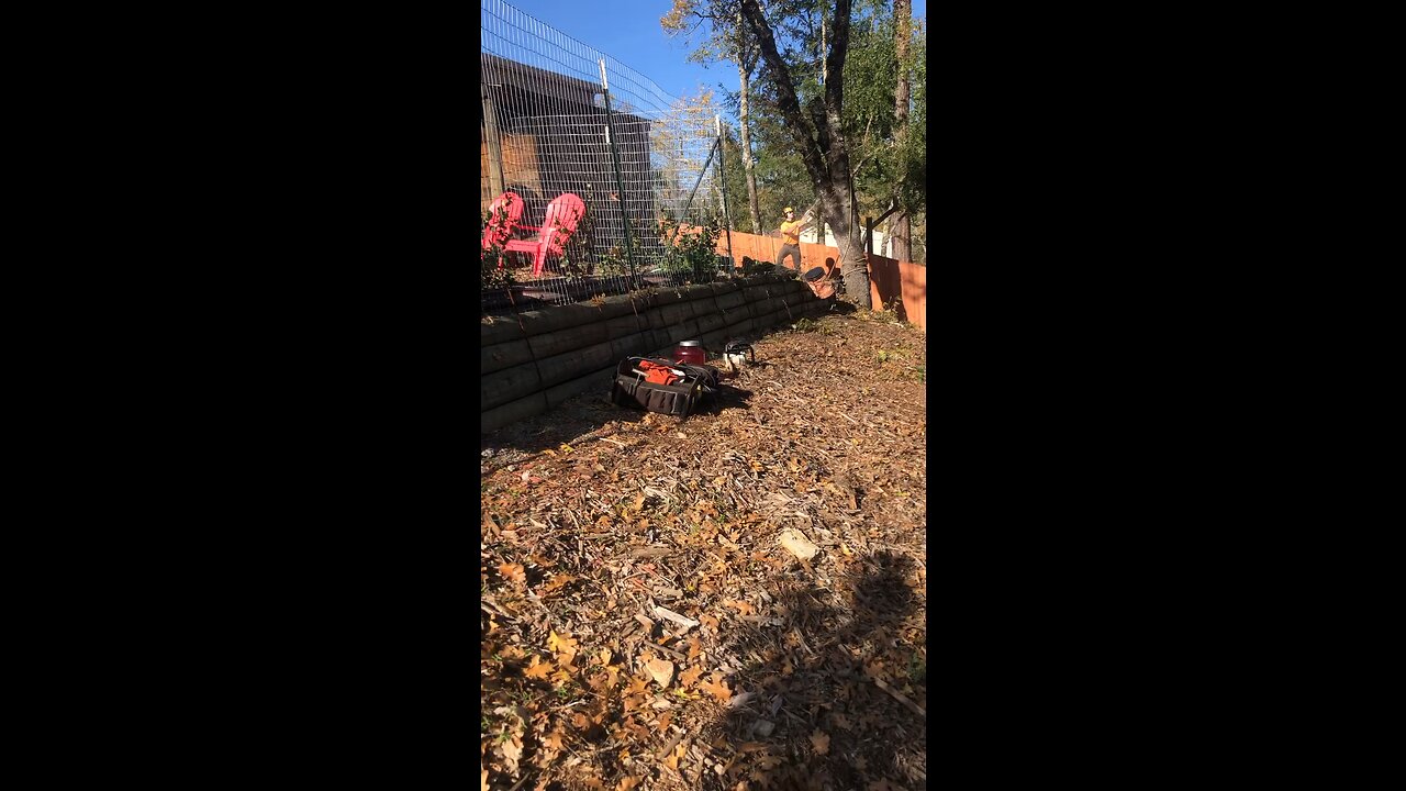 Black Oak - Butt line with tip tie.