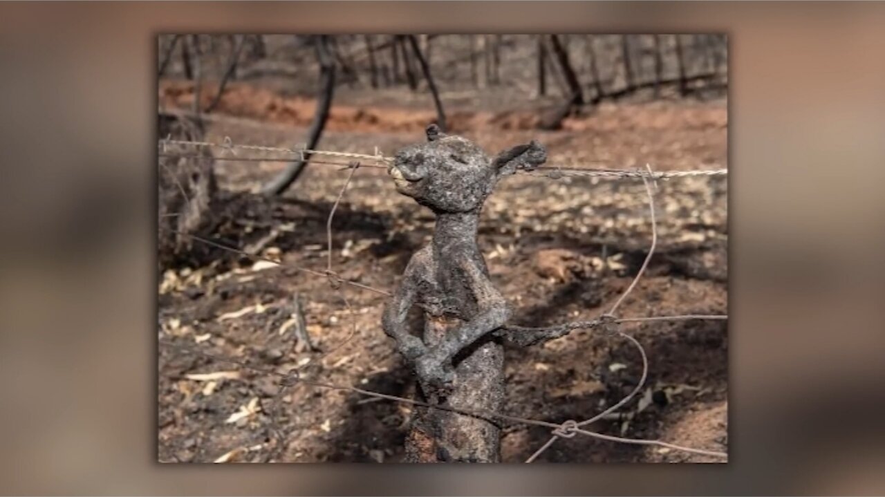 ELECTRICAL SHOCKS Can't be Merciful To Any Animal .😭😱😱