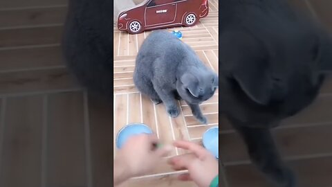 Funniest dogs and cats 2023🐶😺