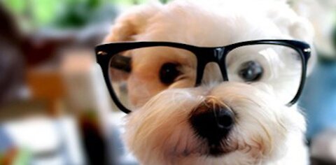 funny dog, pets