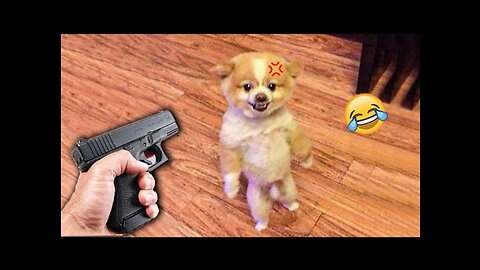 Animals Getting Scared Over Nothing Funny Pets Pets Island