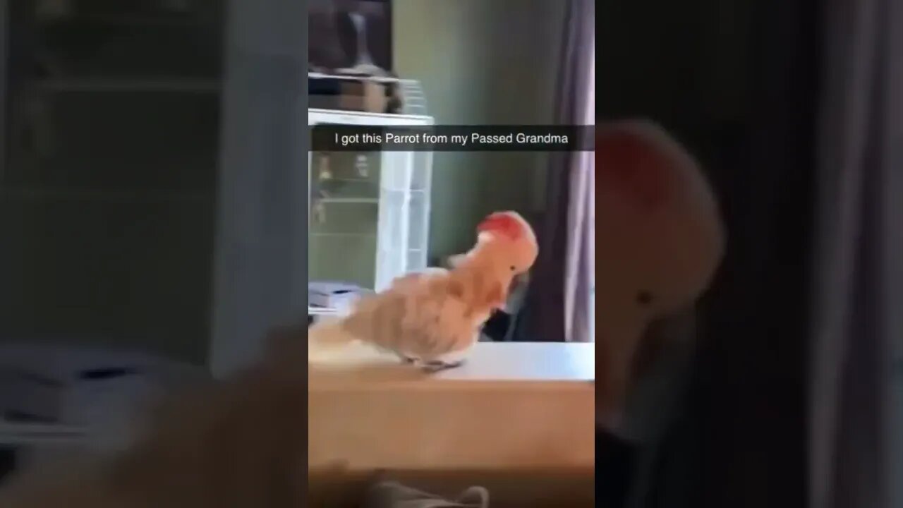 grandma's parrot 🐦🐦🐦🐦🤠😁😄😃