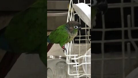My bird on the dishwasher