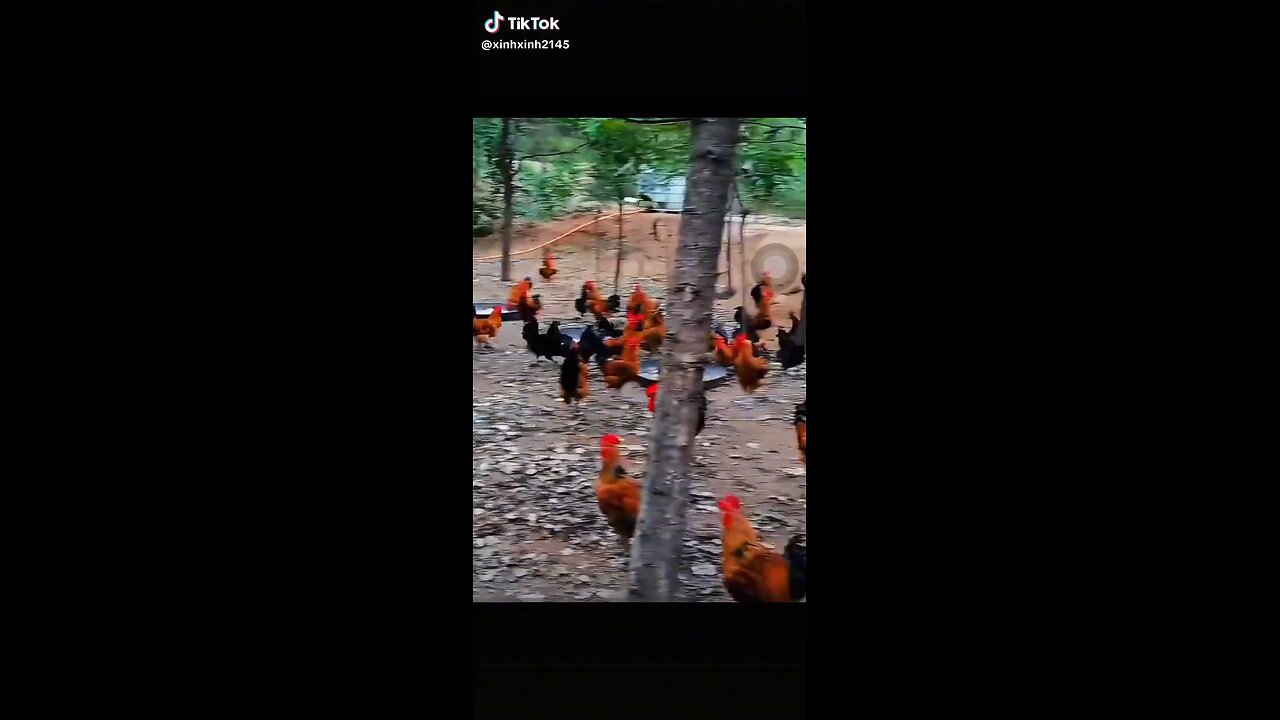 chicken freak off party