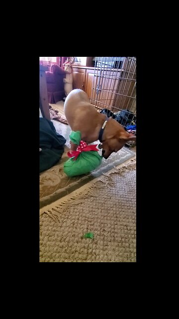 Bluto My Chihuahua Experiences His First Christmas and Gift Opening!