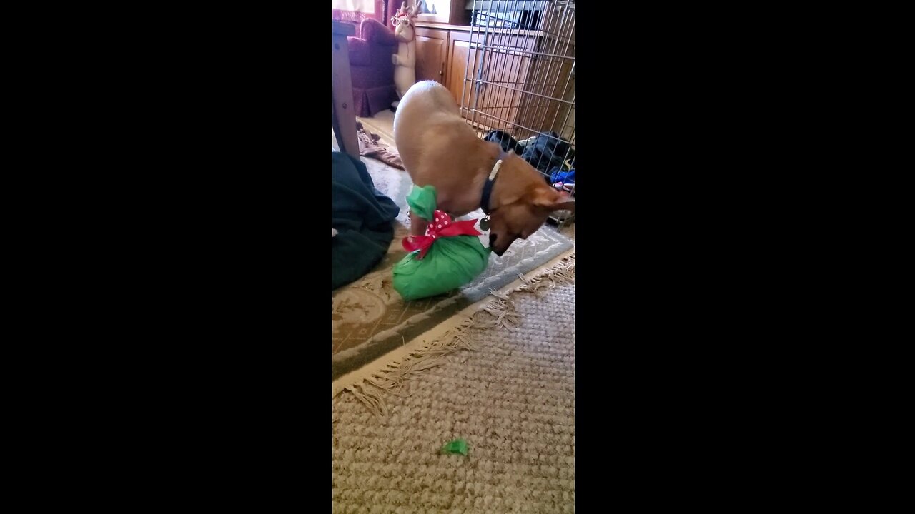 Bluto My Chihuahua Experiences His First Christmas and Gift Opening!