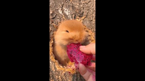 How Cute is this bunny 🐰❤️😍