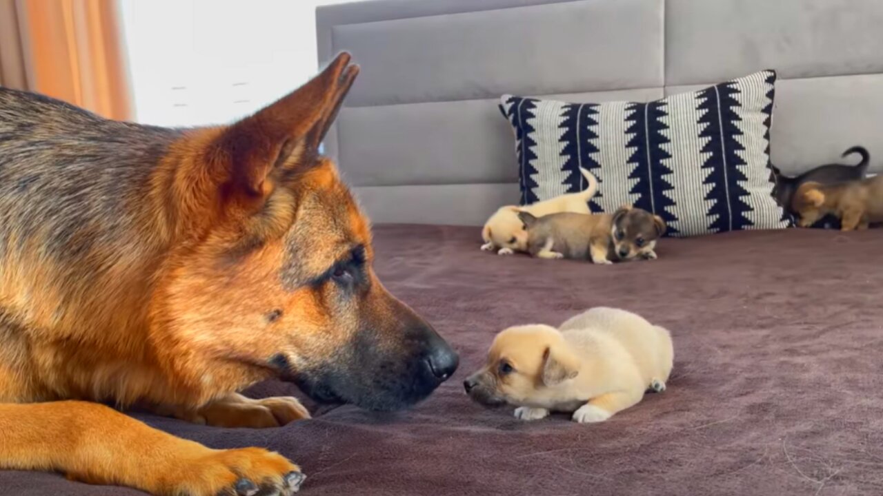 German Shepherd Meets Puppies for the First Time