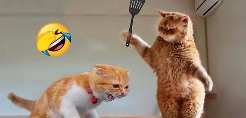 Funniest animals 2023🤣 funny cats and dogs video 🐕🐈 part 1 🤣