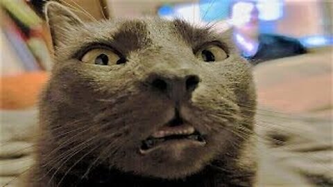 Funny animals - Funny cats _ dogs - Funny animal videos #Cat #Dog #Funny