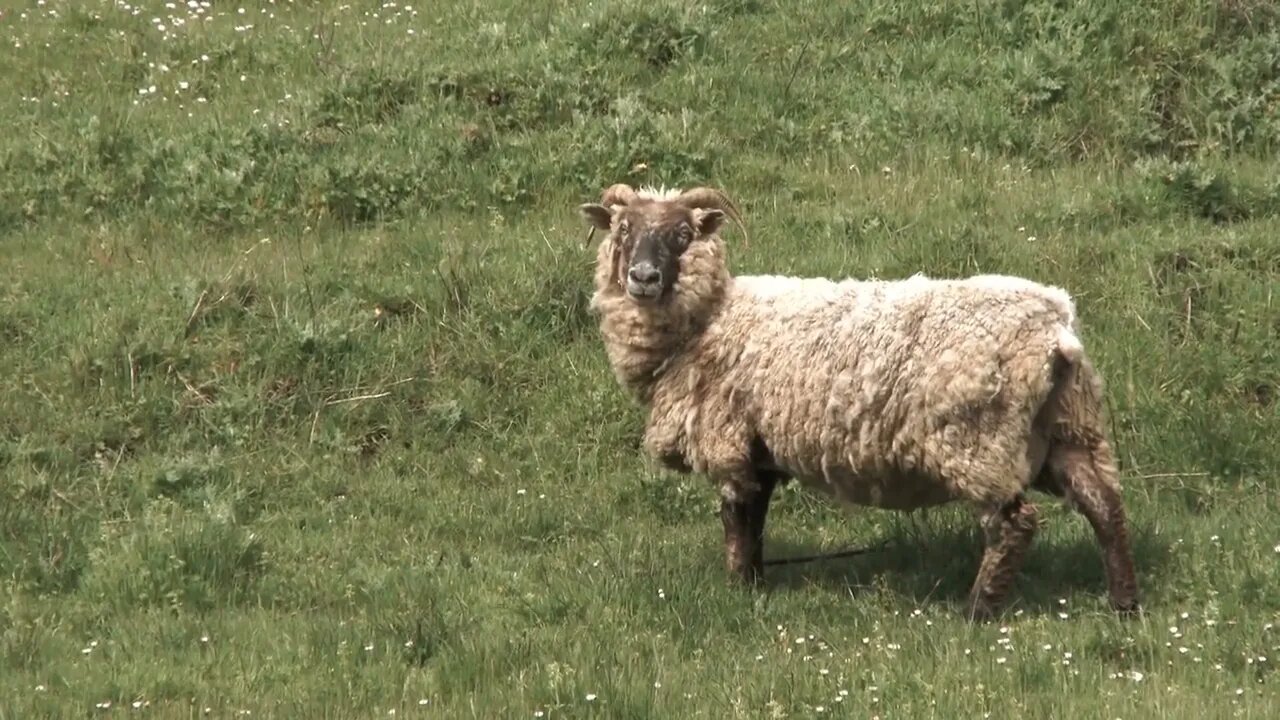 Lone Ram On Grassy Hill