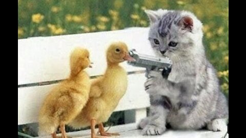 Funny cats 😍😍