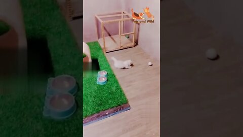 Funny Cats - Cute and Funny Cats Reaction Videos Compilation #9 | Pets and Wild