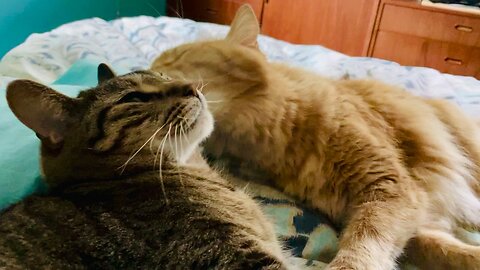 Cats Licking each other