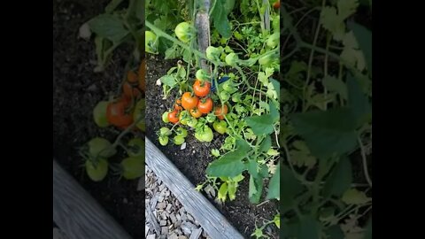 Jersey 🍅 tomatoes 🍅