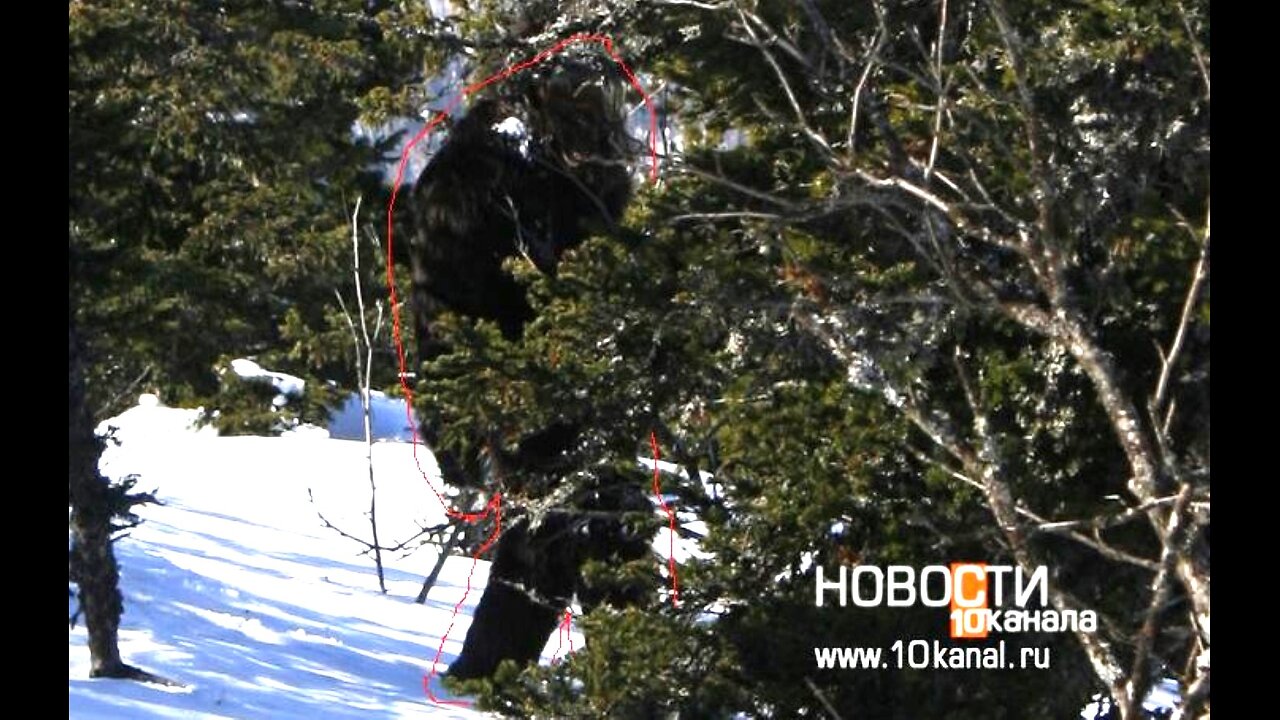 SIBERIAN YETI Captured on film! WBR Golden Classics/ Dr IGOR BOURTSEV, JANICE CARTER, ROBIN HAYNES