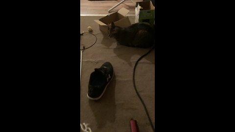 Update - King Tilly’s Playtime(X22)