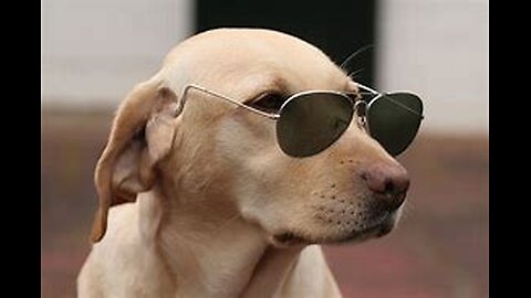 Funniest Animals 😂😅 New Funny Cats and Dogs Videos 😻🐶