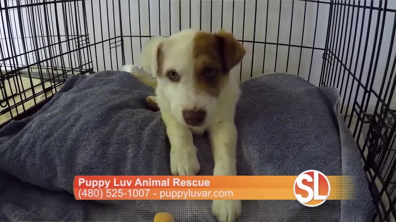 Puppy Luv tells us how they help you pick the right rescue