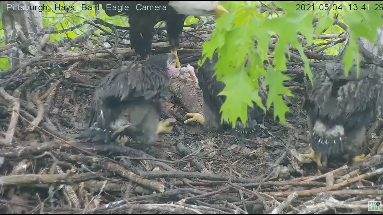 Hays Dad brings in huge fish Mom feeds H13 H114 H15 2021 05 04 13:40