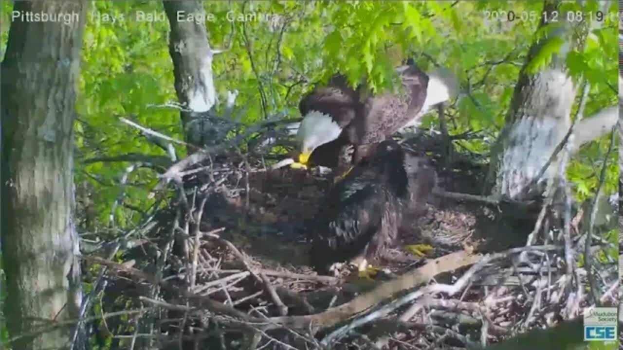 Hays Eagles Dad brings in food H11 mantles and eats it 2020 05 12 819am