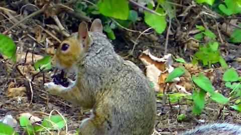 IECV NV #463 - 👀 Grey Squirrel Eating Blackberries 🐿️ 8-30-2017