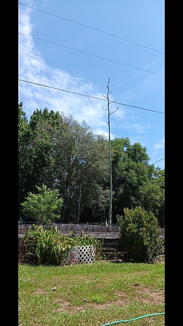 Century Plant is going to BLOOM, Grandpa took a video for Grandma!
