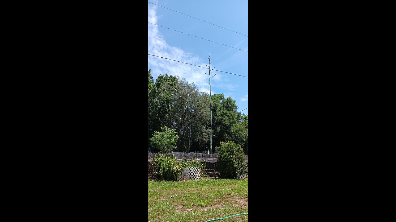 Century Plant is going to BLOOM, Grandpa took a video for Grandma!
