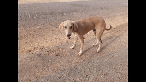 Street dog 🐶🐕 fight#shorts#dogs