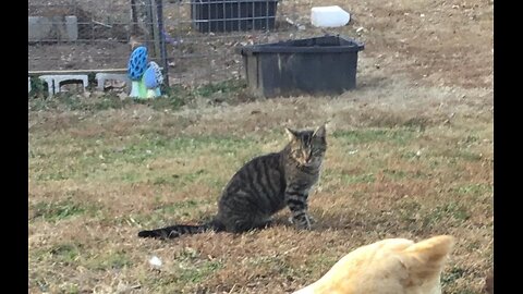 Pudge the outdoor cat visiting Jan 16 2024
