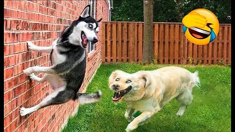 Best funniest animals vedios 😅 - funny dogs and cats vedios 2023