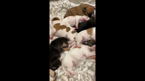 All God’s Creatures🐶🐶🐶🐶🐶🐶🐶🐶🐶🐶great & small He loves them ALL