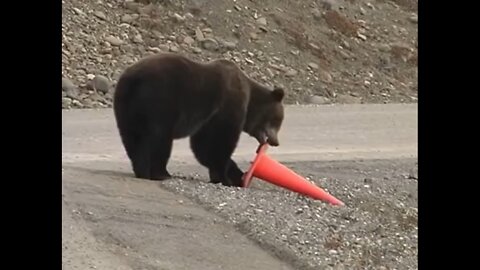 Bear fixes traffic cone