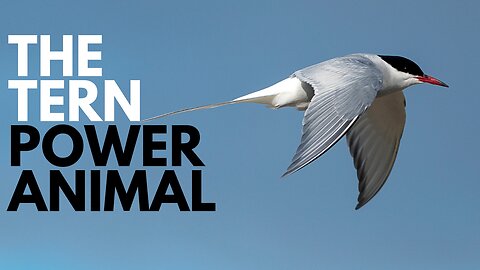 Tern Power Animal