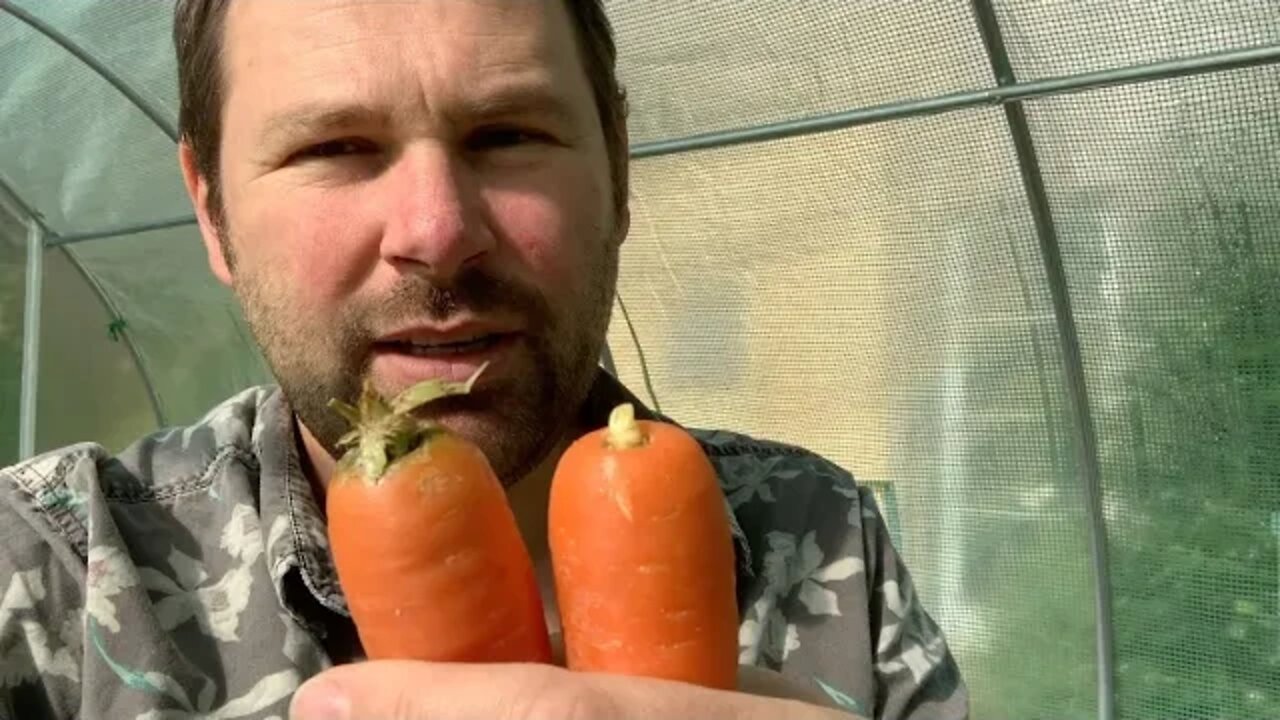 How to Grow Seeds from supermarket vegetables.