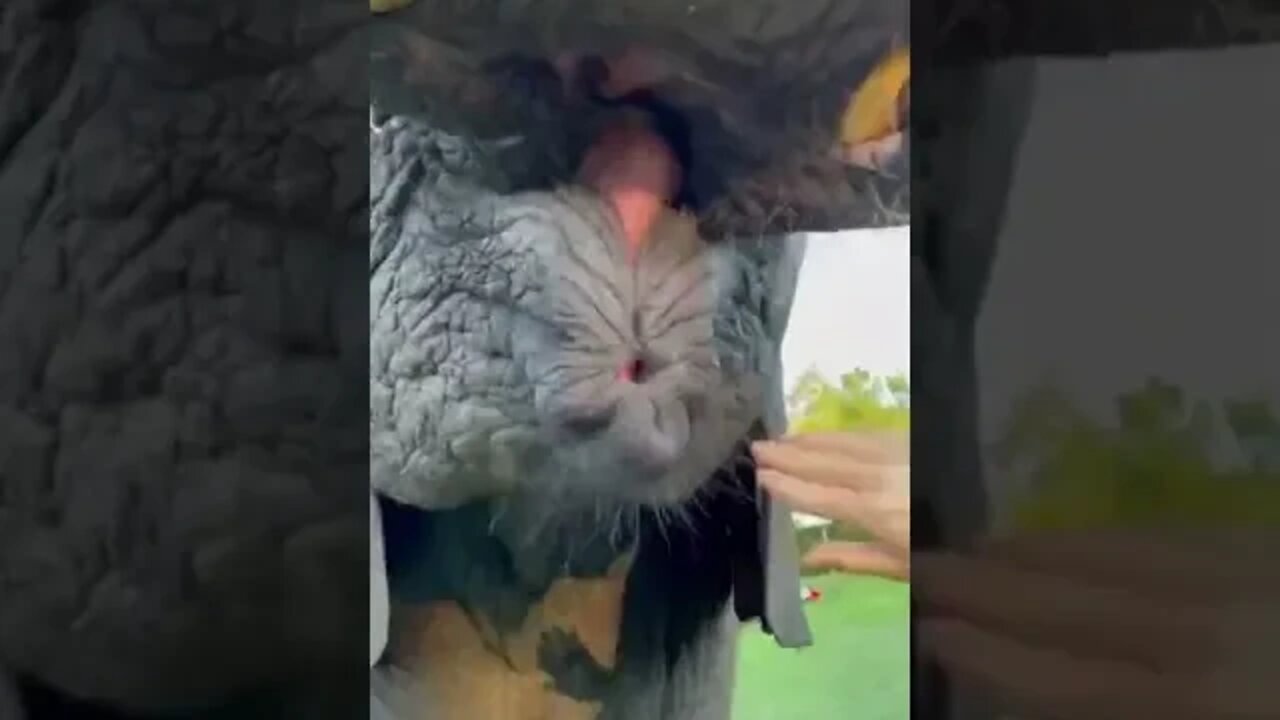 FEEDING AN ELEPHANT with Watemelon