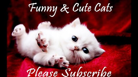 Funny and cute cats video compilation Beautiful kittens videos