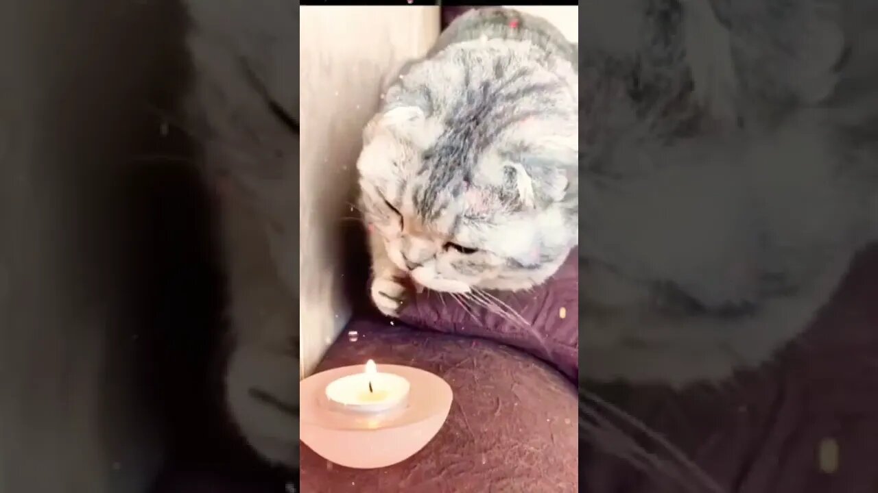 Cat Birthday Cat Video #shorts #reels #cat #funny