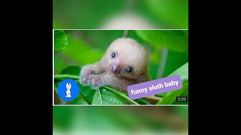Funny baby sloth