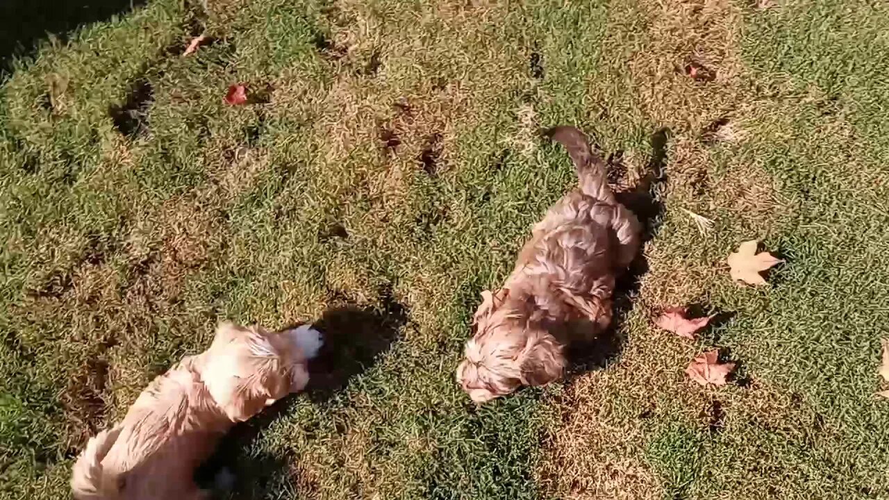 j Litter - Outside 1st Time(1)