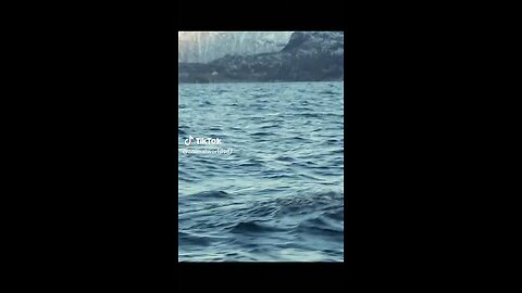 sea life