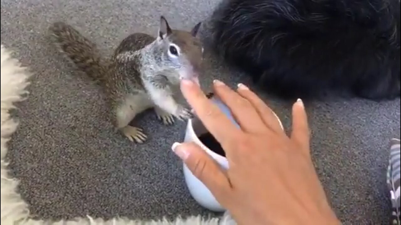 Squirrel Wants Tea!