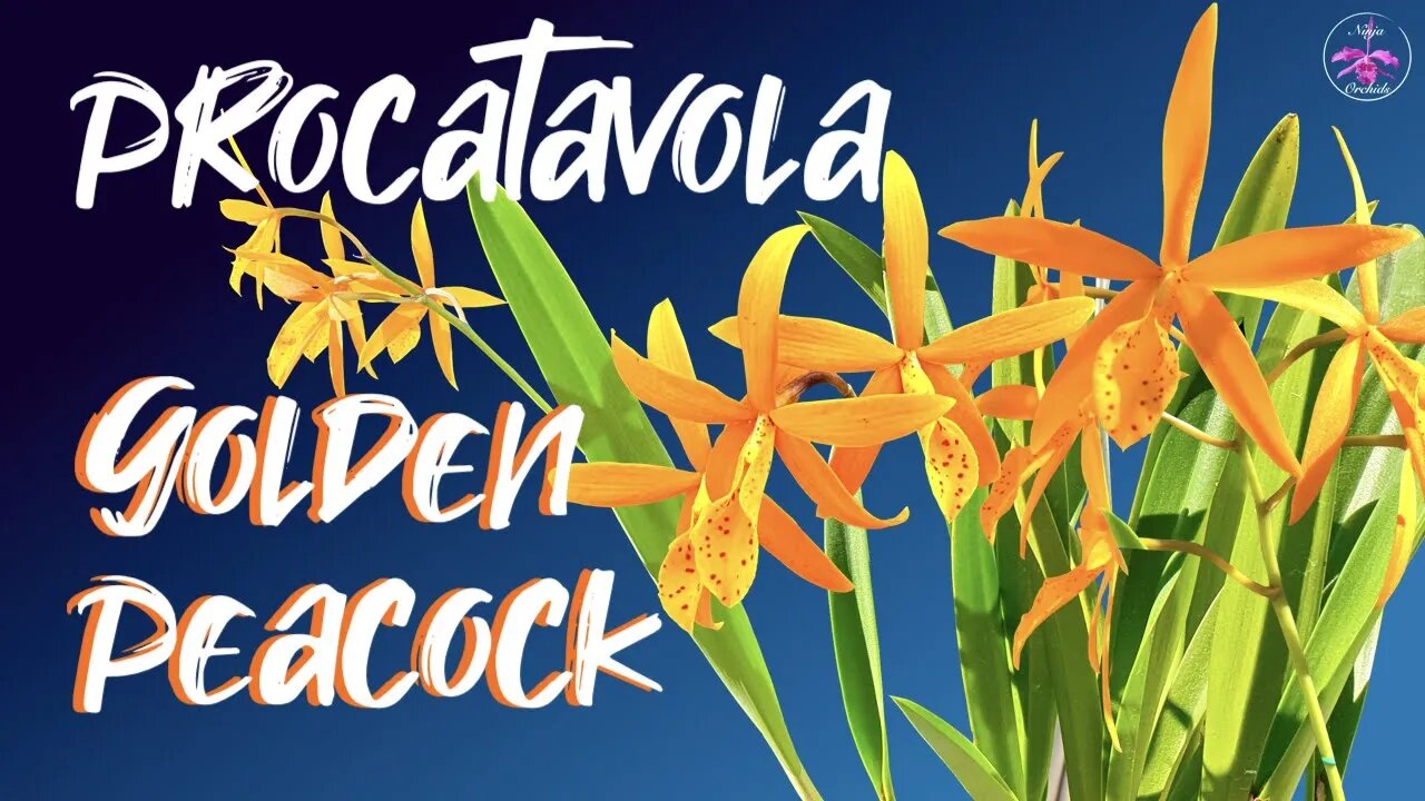 #GVOS2020 - Procatavola Golden Peacock